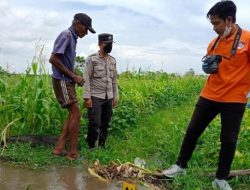 Dikira Boneka, Bayi Perempuan Ditemukan Tidak Bernyawa Di Tengah Sawah Panji Kidul