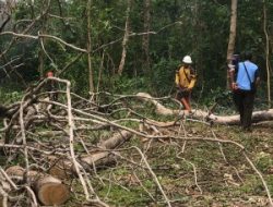Pehutani KPH Bondowoso Gelar Uji Cutting Test dan Melaksanakan Karya Bhakti