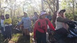 Ribuan Pohon Kopi di Ijen Dirusak OTK, Provokasi Adu Domba Masyarakat dan PTPN Kembali Memanas