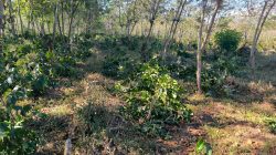 PTPN Desak Penegakan Hukum Atas Perusakan Kebun Kopi Ijen, Yang Menyebabkan Kerugian Capai Rp400 Juta Lebih