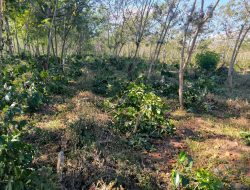 PTPN Desak Penegakan Hukum Atas Perusakan Kebun Kopi Ijen, Yang Menyebabkan Kerugian Capai Rp400 Juta Lebih